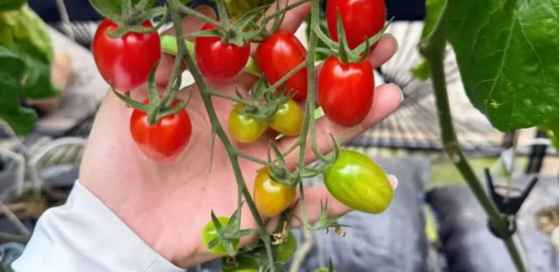 农文旅业态的“雷区”：谨慎选择，避免入坑